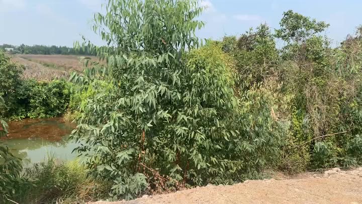 Bán Gấp Đất Vườn 11850m² Xã Thạnh Mỹ, Tiền Giang - Sổ Đỏ Chính Chủ