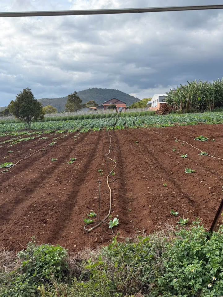 Bán Đất Thổ Cư 1606m² Lâm Đồng - Sẵn Sàng Định Cư Lâu Dài