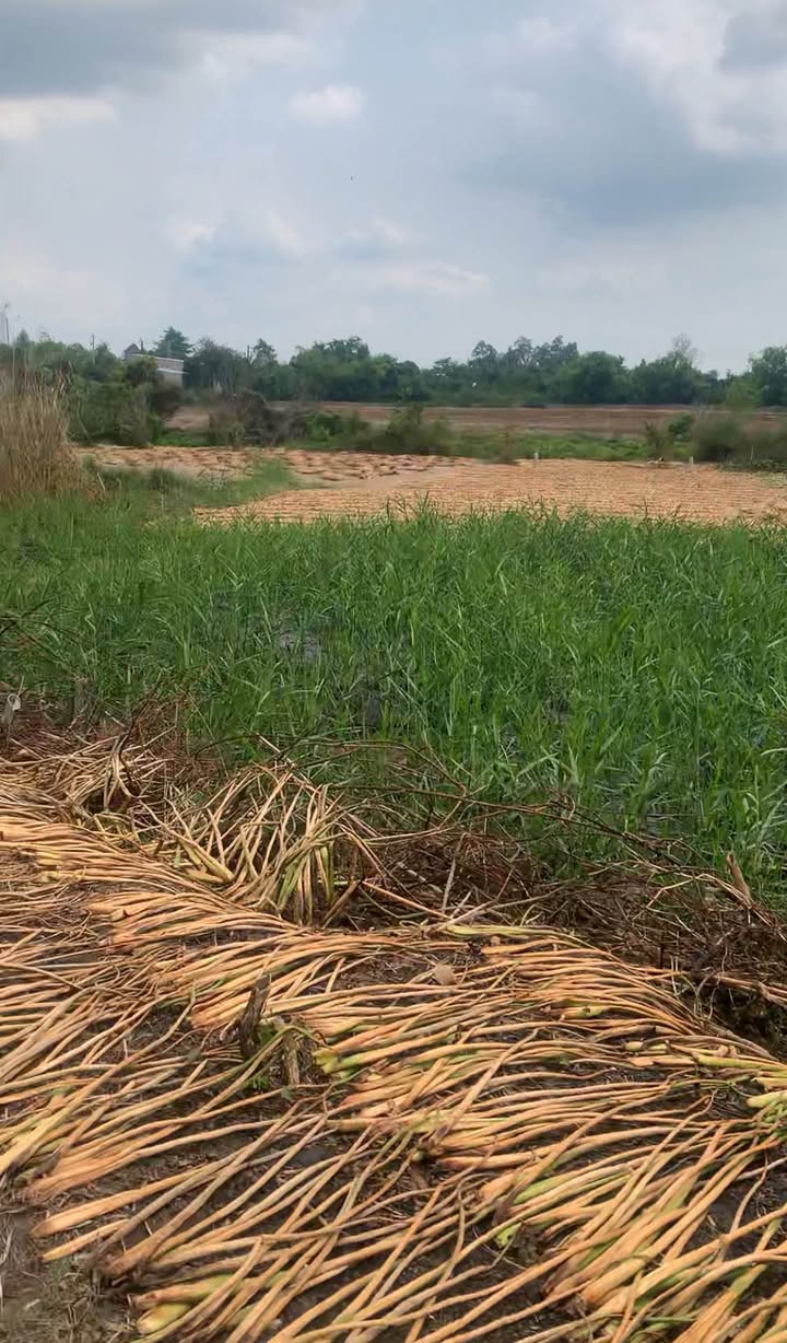 Đất nền Mỹ Ngãi, Cao Lãnh 150m² - Sổ đỏ chính chủ, đường ô tô!