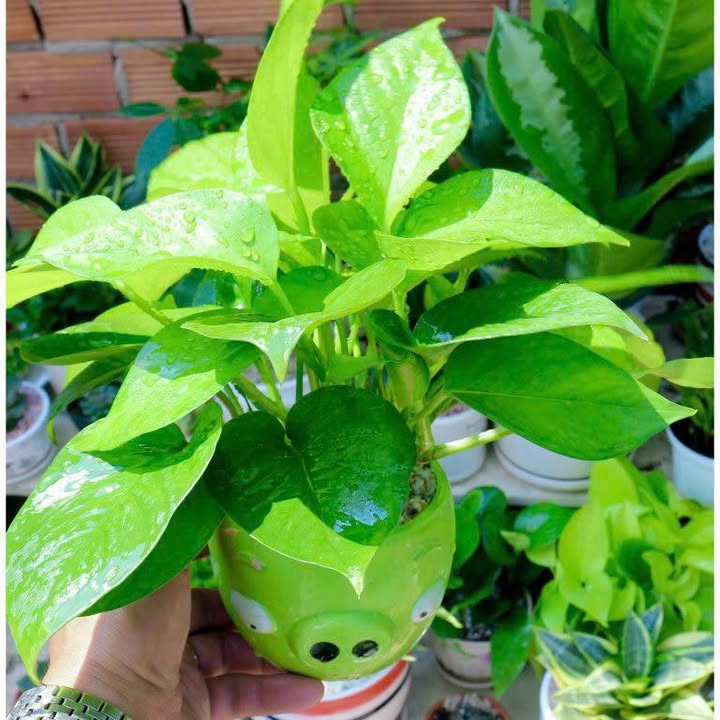 Căn hộ Sky Garden Phú Mỹ Hưng 68m² giá 13 triệu - An ninh 24/7