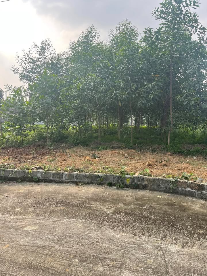 Bán Gấp 2 Lô Đất Vàng Khải Xuân, Thanh Ba - 130m²/lô, Giá Hời