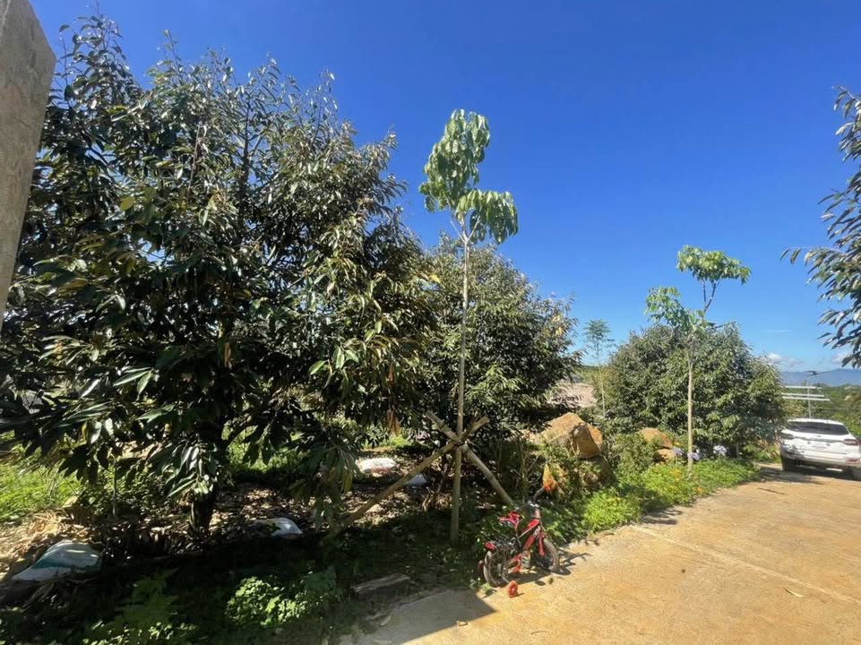 Đất Vườn Lộc An, Bảo Lâm 3724m² Sổ Đỏ - View Hồ, Trồng Sầu Riêng