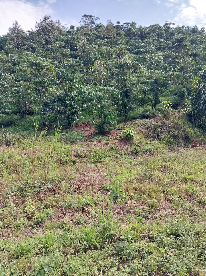 Đất Vườn Bảo Lâm 1ha 2.7 tỷ - Tiềm năng Đầu tư dài hạn!