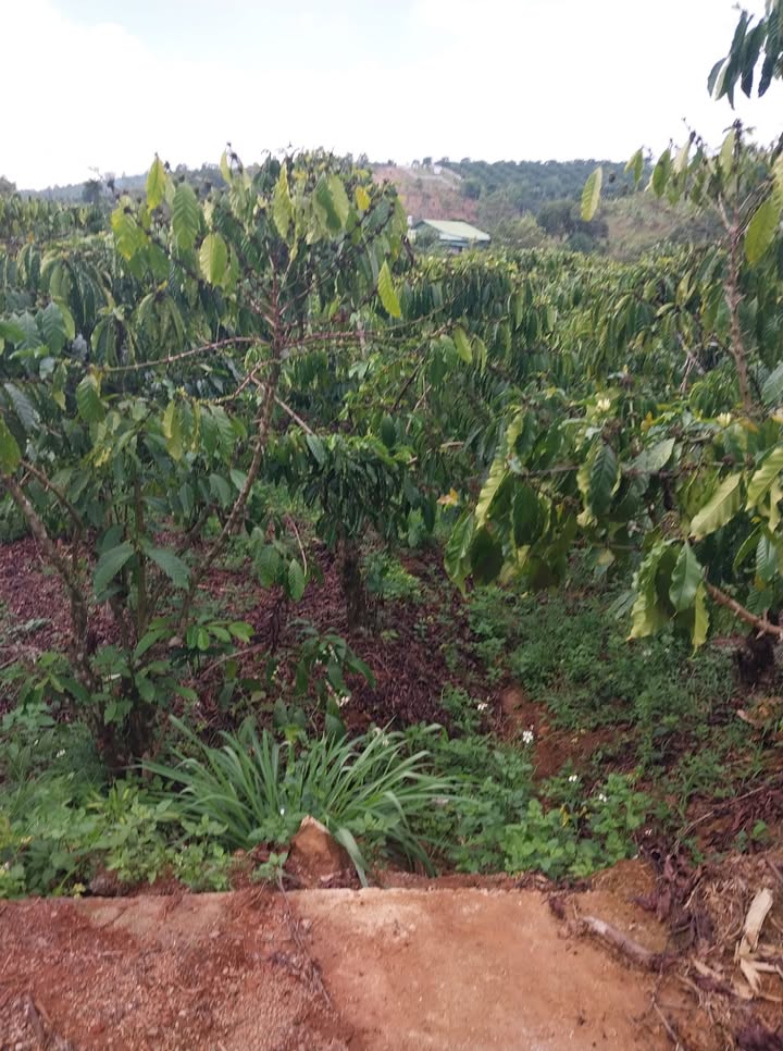 Đất vườn Thôn 11 Đại Lào 720m² - Sổ đỏ chính chủ, đầu tư sinh lời!