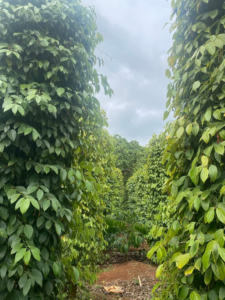 Bán Gấp Farm 5400m² Đắk Lắk - 100 Cây Sầu Riêng Cho Thu Hoạch