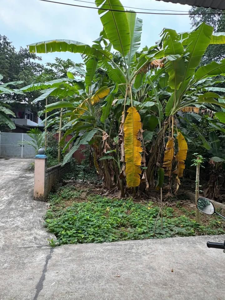 Đất nền Sơn Tây 62.5m² giá 1 tỷ - Sổ đỏ chính chủ!