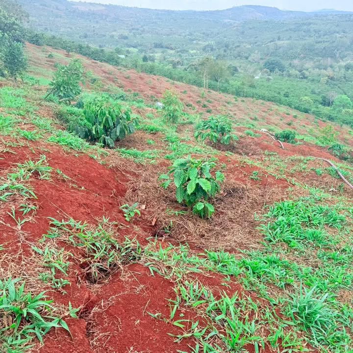 Bán Gấp 14.000m² Đất Vườn Đắk Lắk - 1.9 Tỷ, Có Sổ Đỏ, Sẵn Vườn Cà Phê & Sầu Riêng