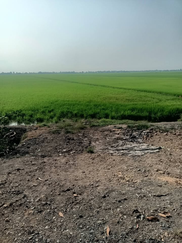 Bán 10.8ha Đất Lúa Tiên Du, Bắc Ninh - Sẵn Sàng Cho Đầu Tư