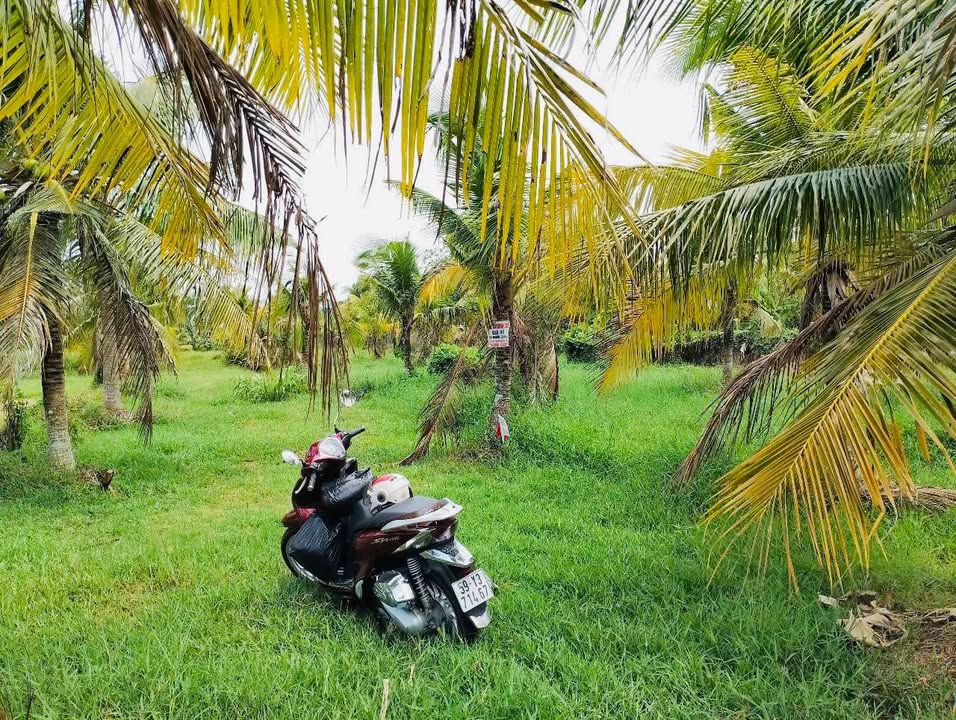 Đất Vườn 1000m² Võ Văn Phẩm, Bến Tre - Sổ Đỏ Thổ Cư, Giá 1.75 Tỷ