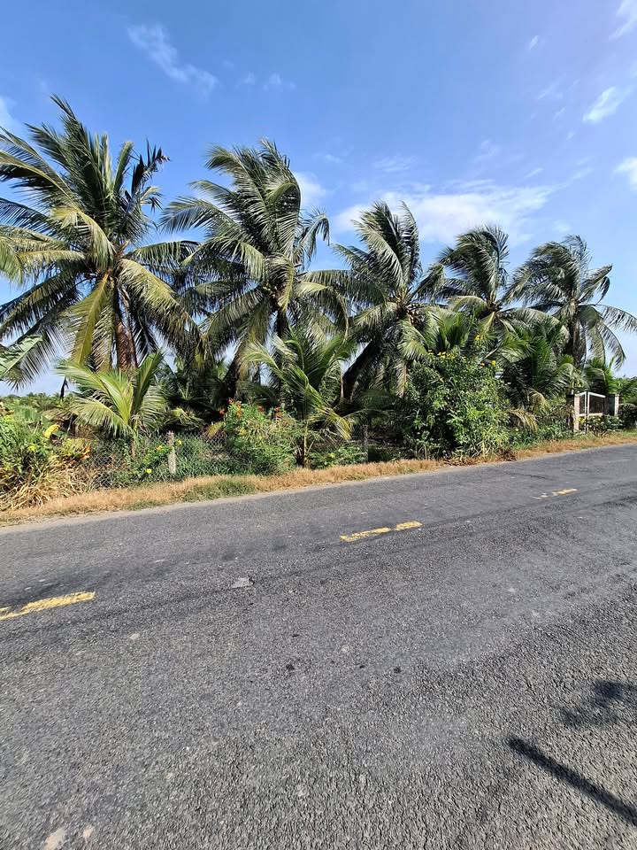 Đất Vườn Dừa Trà Vinh 2744m² - Mặt Tiền Hương Lộ 7, Thu Nhập Ổn Định