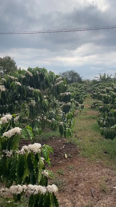 Đất Vườn Nghỉ Dưỡng Đức Trọng 2880m² - Có Nhà, Sân Vườn, Ao Cá - Giá 9 Tỷ