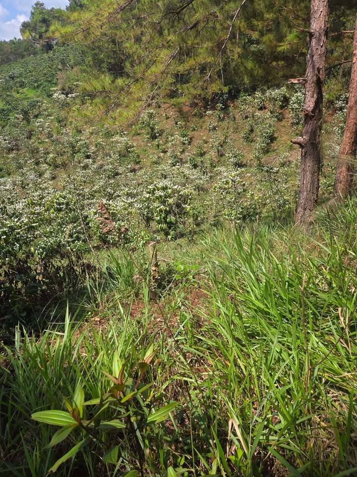 Đất nền B' Lá Bảo Lâm 2.52ha - Sổ đỏ, đường lớn ô tô!