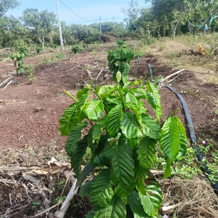 Đất Nền Buôn Đôn 5000m² - Sổ Đỏ Riêng, Giá Chỉ 1.25 Tỷ