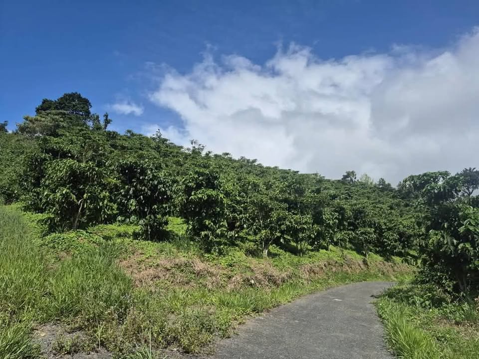 Đất nền Tuy Đức 1ha giá 420 triệu - Đường to ô tô!