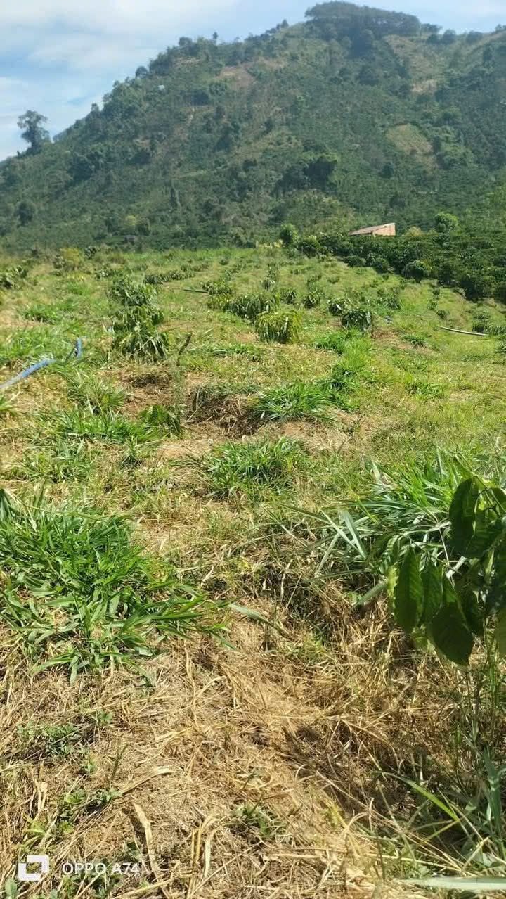 Đất Nền 10800m² Trảng Bom - Sổ Mới Đẹp, Mặt Tiền Ô Tô