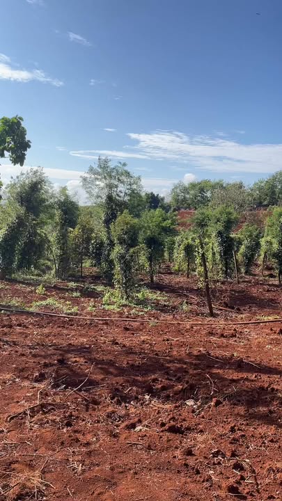 Bán đất rẫy Ia Ko, Chư Sê - 10.000m² có tiêu, sầu riêng, dâu tằm, nhà nuôi tằm - 1.95 tỷ bao phí