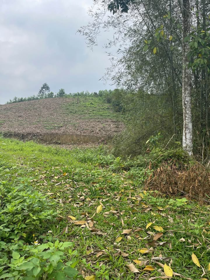 Đất nền Việt Cường, Trấn Yên 6300m² - Đường to ô tô vào tận nơi!