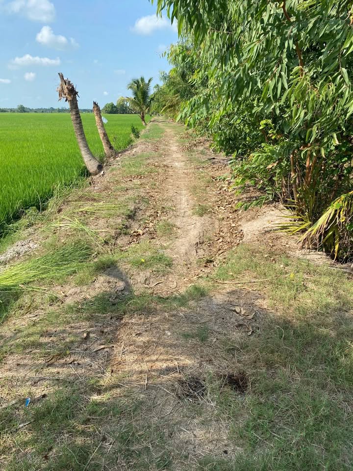 Bán Gấp 10.000m² Đất Ruộng 2 Mặt Tiền Kênh - Châu Thành, Trà Vinh