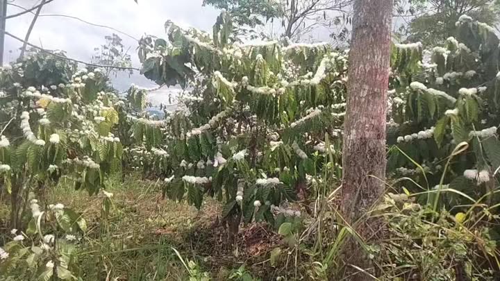 Đất nền Trường Xuân, Đắk Song 2.7ha - Sổ đỏ chính chủ!