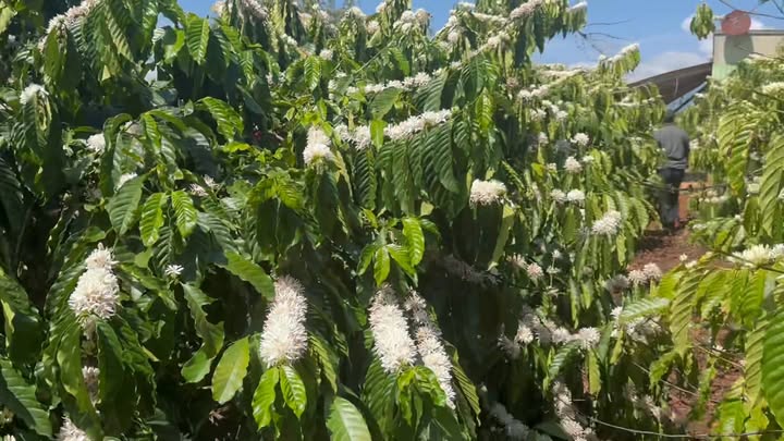 Đất nền 7500m² Phúc Thọ, Lâm Hà - Sổ hồng sẵn, bán gấp!