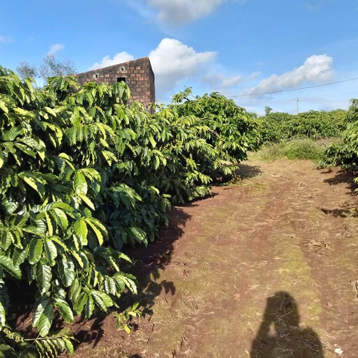 Farm 1.2ha Ia Dêr, Gia Lai - Giá 3.6 tỷ, đầu tư dài hạn!