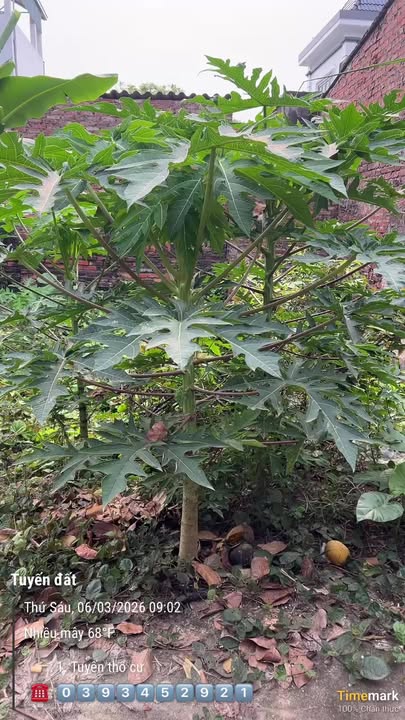 Lô Đất Dương Nội, Hà Đông 50m² – Sổ đỏ chính chủ, tiềm năng đầu tư!