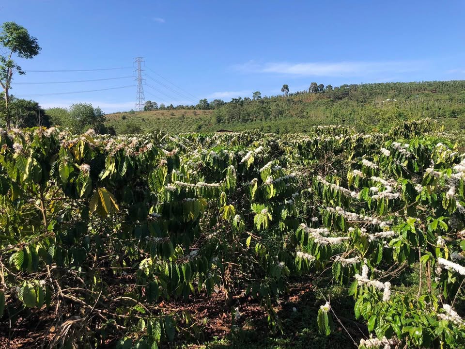 Đất nền Quảng Tân, Tuy Đức 1.33ha giá 2.5 tỷ - Tiềm năng tăng giá