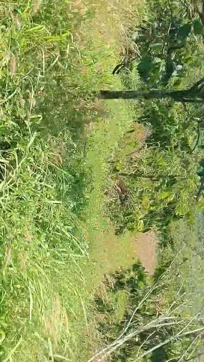 Đất Vườn Đắk Nông 6.8ha - Giá Đầu Tư 6.5 Tỷ, Vượng Khí