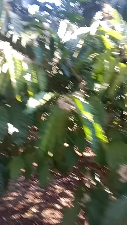 Bán Gấp Rẫy Cà Phê 1.4ha Đắk Nông - Giá Tốt 3 Tỷ