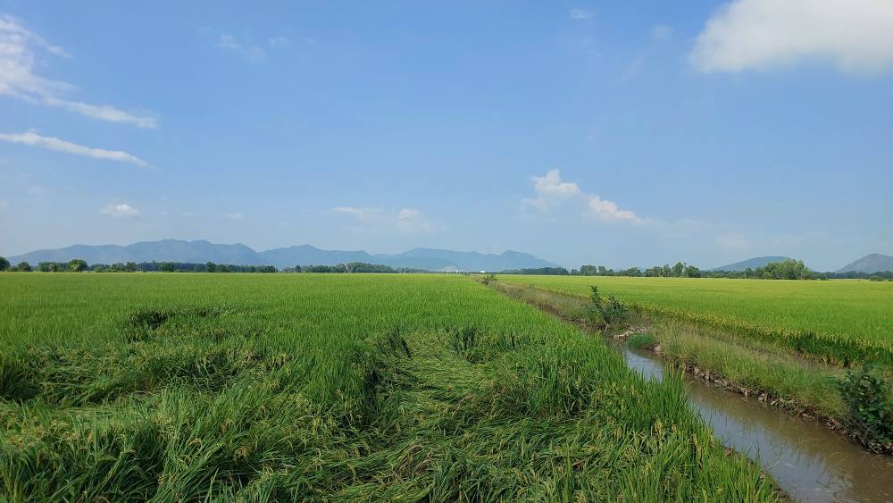 Đất Ruộng Tri Tôn 35.6ha - Tiềm năng sinh lời vượt trội