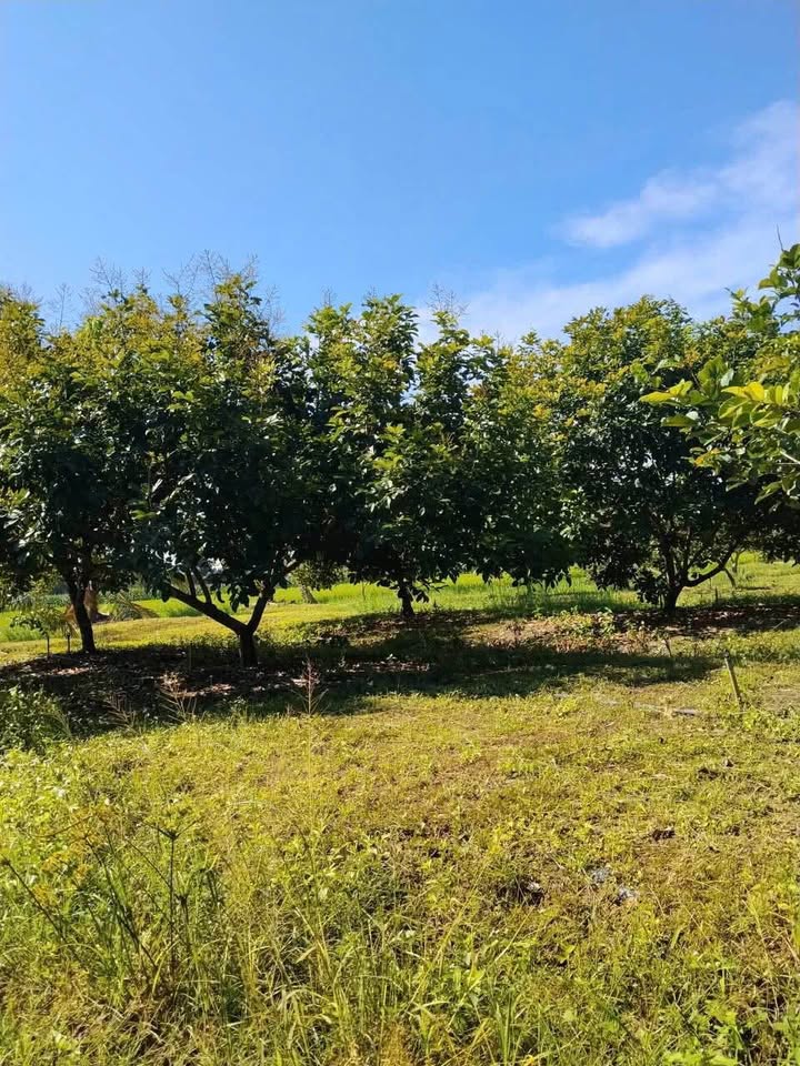 Đất Vườn Phú Ngọc 2.3 Sào - Sổ Đỏ Riêng - Giá Đầu Tư 6.9 Tỷ