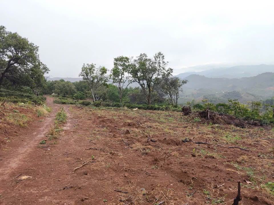 Đất Vườn Lộc Bắc, Bảo Lâm 60.000m² - Sẵn Sàng Khai Thác - Giá Đầu Tư 1.35 Tỷ