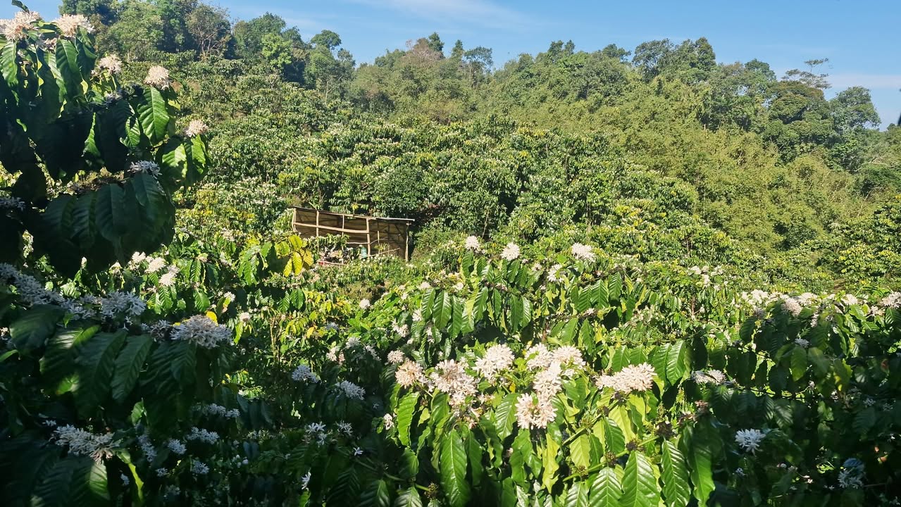 Bán Gấp Farm 10.000m² Lộc Bảo, Lâm Đồng - Có Ao Tưới, Giá 2 Tỷ