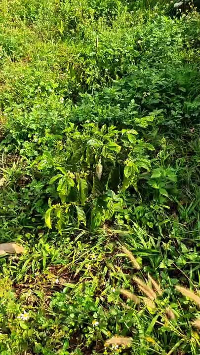 Farm 4ha Lâm Đồng - Vườn cà phê, sầu riêng, ao cá - Giá 9.5 tỷ