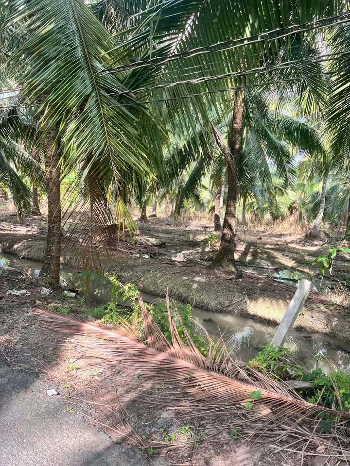 Đất Mặt Tiền Lộ Nhựa Xã Châu Hưng, Bến Tre - 1.02 Tỷ