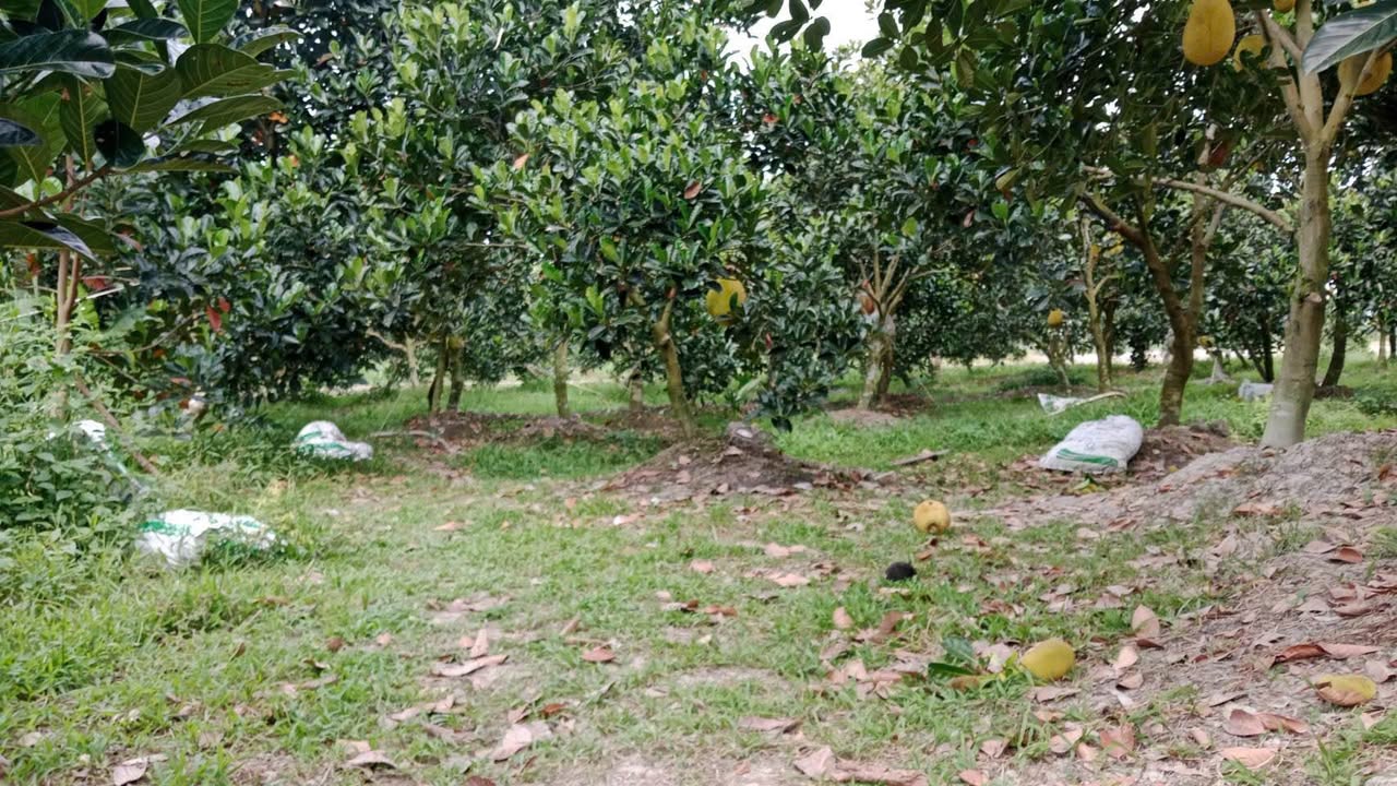 Đất Vườn Trà Vinh 750m² - Mặt Tiền Lộ 900 Triệu, Sẵn Vườn Mít Trĩu Quả