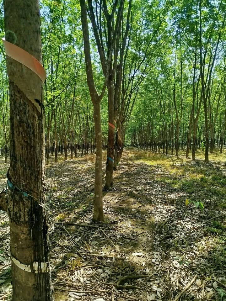 Đất vườn Thuận Lợi Đồng Phú 4.4ha - Cơ hội đầu tư dài hạn!