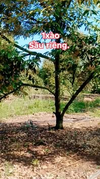 Bán Đất Vườn 3600m² Sầu Riêng 8 Năm Tại Định Quán - Giá 650 Triệu