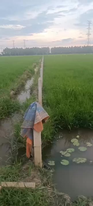 Đất Lúa Củ Chi 1884m² - Mặt Tiền Đường 251, Giá 1.5 Tỷ