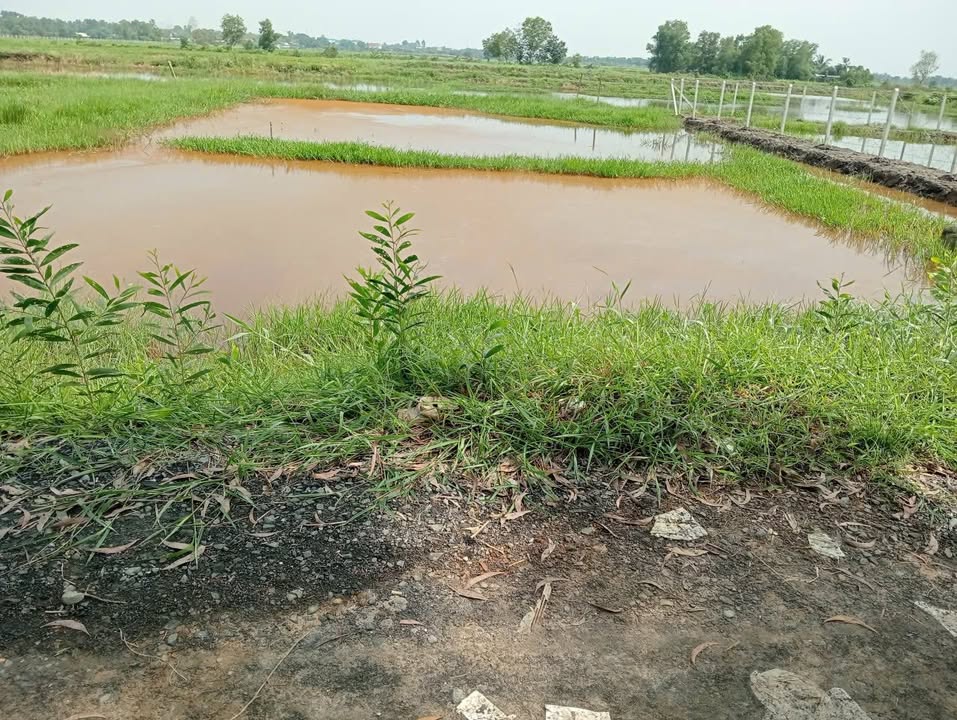 Đất Vườn Củ Chi 1000m² - Giá 2.4 Tỷ, Đường Xe Tải Vào Tận Nơi