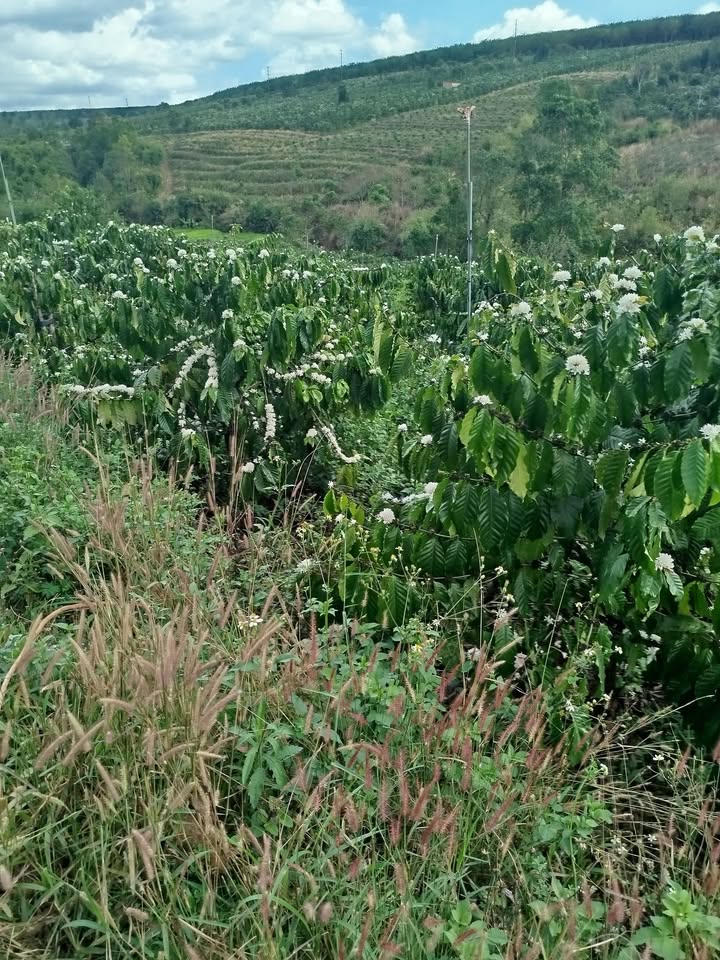 Đất vườn Ia Kha 5400m² - Sổ đỏ chính chủ, tiềm năng sinh lời!