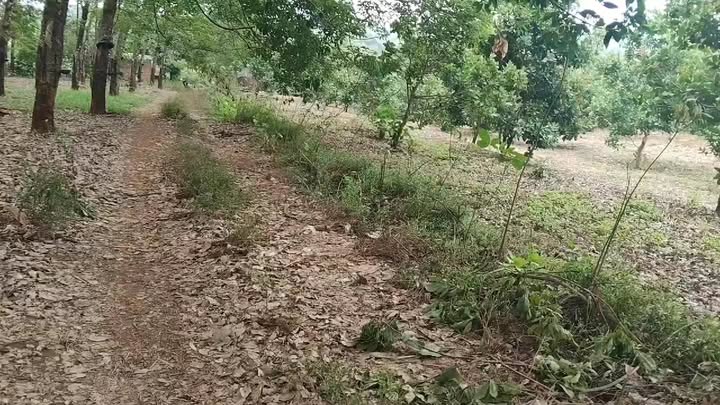 Đất nền Ia Tô 18000m² - Đường lớn, tiềm năng tăng giá!