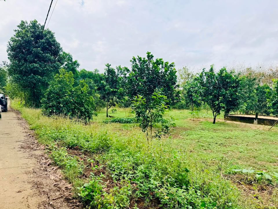 Đất Nền TCLN Huế 1000m² Mặt Tiền Đường Bê Tông Phong Mỹ - Chỉ 199 Triệu