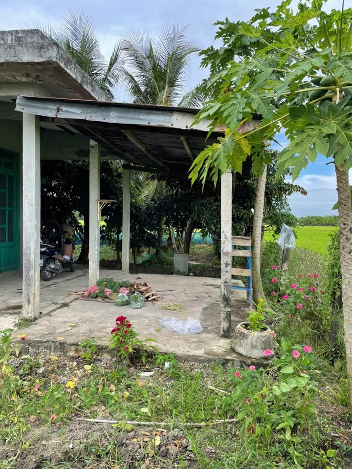 Bán Gấp Nhà Vườn 500m² Mỹ Lệ, Cần Đước - Sổ Hồng Riêng, Giá 1.3 Tỷ