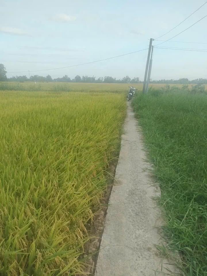 Đất Nền F0 Đồng Tháp - 125m² Giá 135 Triệu, Sổ Hồng Sẵn Sàng