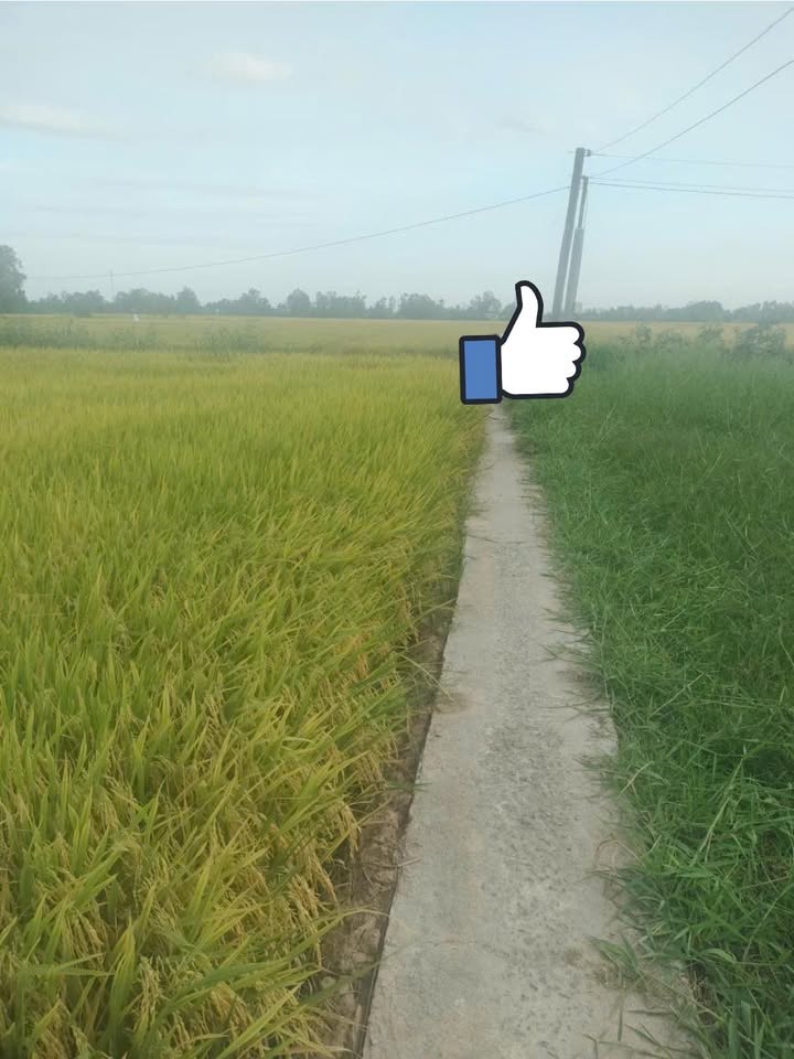 Đất nền Tân Hòa, Đồng Tháp 130m² - Sổ đỏ chính chủ, giá tốt!