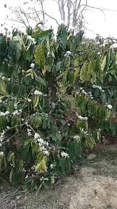 Đất Rẫy Krông Bông 1ha - Sổ đỏ chính chủ, tiềm năng tăng giá!