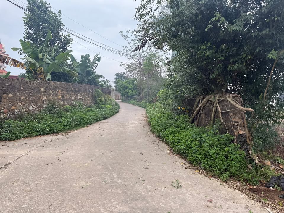 Đất nền Lương Tài, Bắc Ninh 65m² - Tiềm năng tăng giá vượt trội!