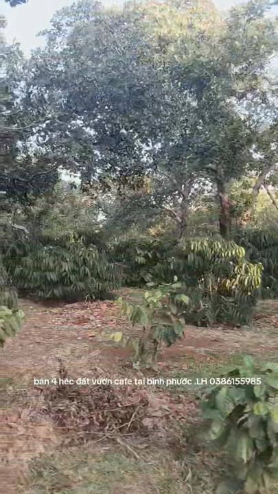 Đất vườn Thọ Sơn, Bù Đăng 4ha giá 7.6 tỷ - Đầu tư dài hạn!