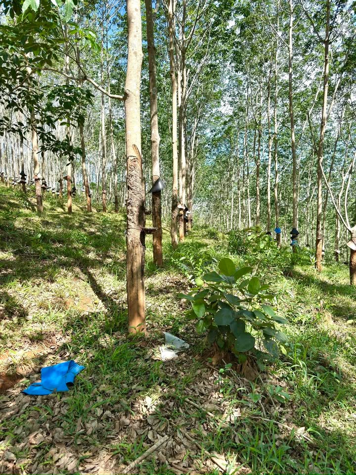 Rẫy Cao Su Đắk Tô 1.2ha - Cơ hội đầu tư dài hạn tại Kon Tum!